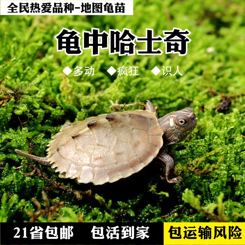 地图龟苗 美国密西西比地图龟 深水龟 活体宠物龟 包运输风险包邮在类目 宠物/宠物食品及用品, 水族世界, 龟/鳖中 - 来自Buy2taobao.com提供专业的淘宝代购服务