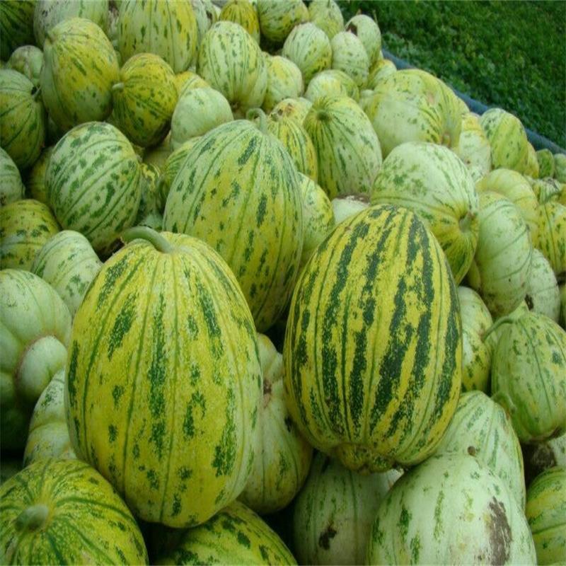 新鲜水果东北花皮瓜带箱5斤装辽宁香瓜果园直发蜜甜瓜花纹瓜当季在类目 水产肉类/新鲜蔬果/熟食, 新鲜水果, 其它中 - 来自Buy2taobao.com提供专业的淘宝代购服务