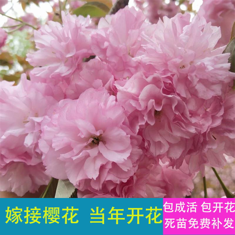 樱花树苗日本樱花当年开花盆栽地栽四季南北方种植庭院绿化工程苗在类目 鲜花速递/花卉仿真/绿植园艺, 花园植物/行道树/果树, 行道树/乔木中 - 来自Buy2taobao.com提供专业的淘宝代购服务