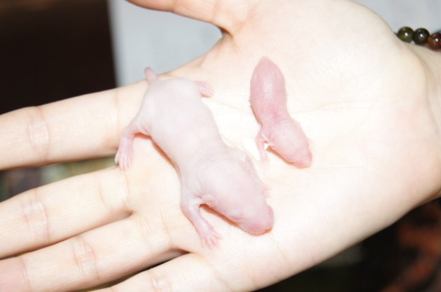 小白鼠乳鼠小乳鼠活体爬虫食用鬃狮守宫水龟蜥蜴饲料营养饲料|msdalam kategori haiwan peliharaan/makanan haiwan dan bekalan, Reptilia/Serangga dan bekalan Ming, Reptilia/Serangga makanan Ming - dari Buy2taobao.com untuk memberikan perkhidmatan ejen Taobao profesional membeli