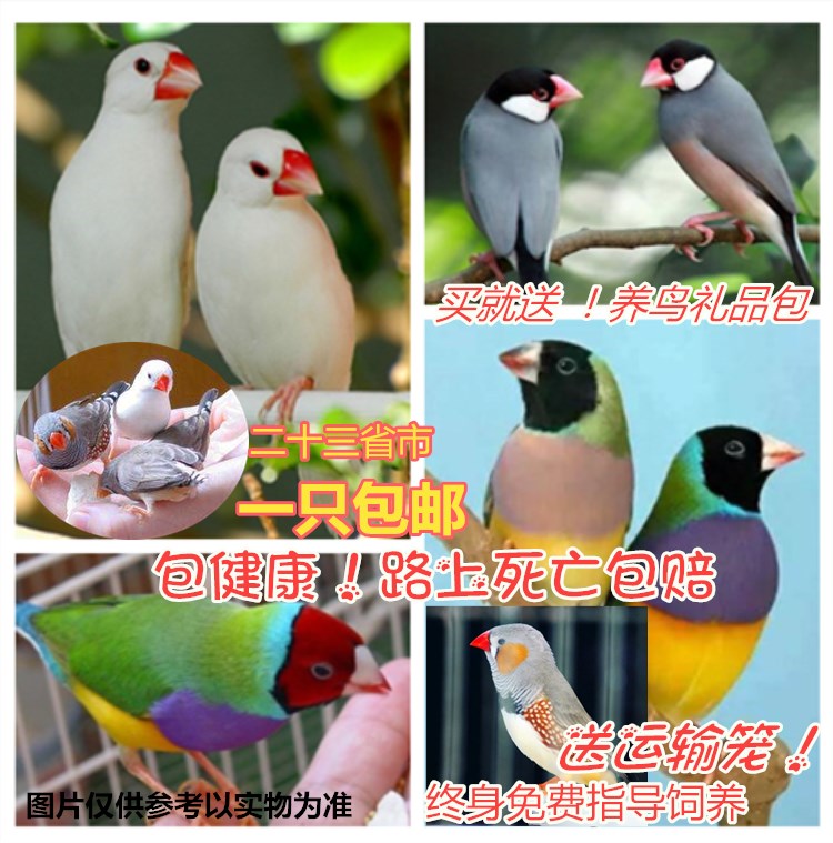 活体宠物观赏幼鸟可繁殖珍珠鸟七彩灰白文鸟下蛋鸟十姐妹小鸟一对|ruв категории животное/Животное питание и принадлежностей, птиц и принадлежностей, птица - от Buy2taobao.com для оказания профессиональной услуги покупки агента Taobao