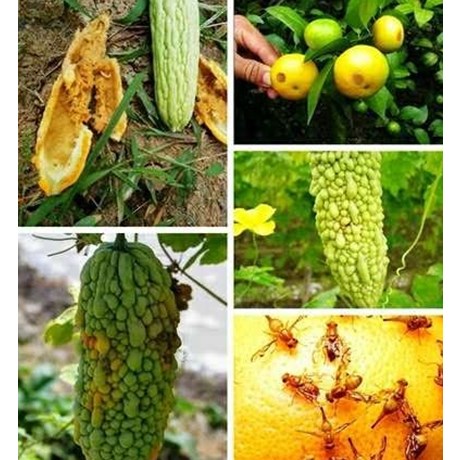 儱德瓜果实蝇针蜂诱粘剂 性诱粘剂 昆虫诱捕剂 气雾诱黏剂 果蝇诱|ruв категории начало ежедневно, дегельминтизация товаров, липучка - от Buy2taobao.com для оказания профессиональной услуги покупки агента Taobao