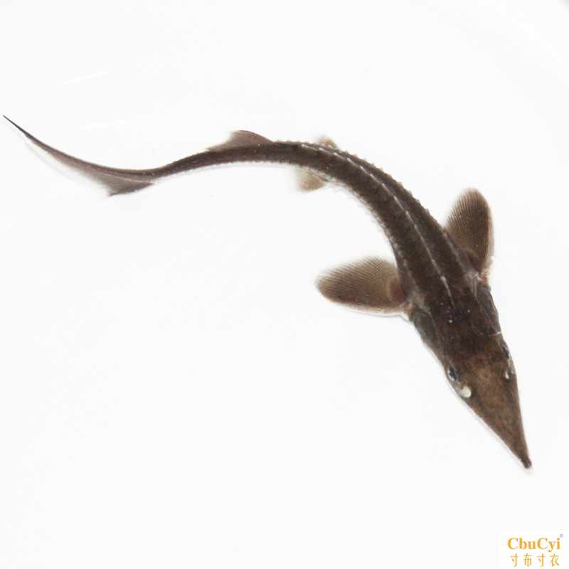 冷水清道夫冷水魚清潔魚中華鲟胭脂泥鳅琵琶魚工具魚金魚錦鯉魚缸在類目 寵物/寵物食品及用品, 水族世界, 魚中 - 來自Buy2taobao.com提供專業的淘寶代購服務