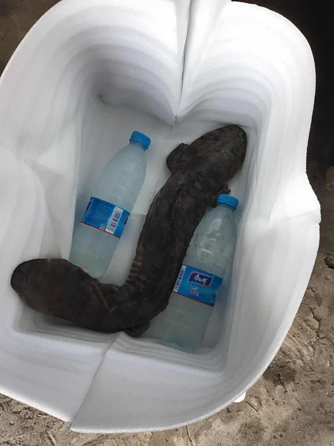 娃娃鱼包邮包活娃娃鱼苗大鲵所有规格齐全可选量大优惠询客服|ruв категории животное/Животное питание и принадлежностей, аквариум мира, рыба - от Buy2taobao.com для оказания профессиональной услуги покупки агента Taobao
