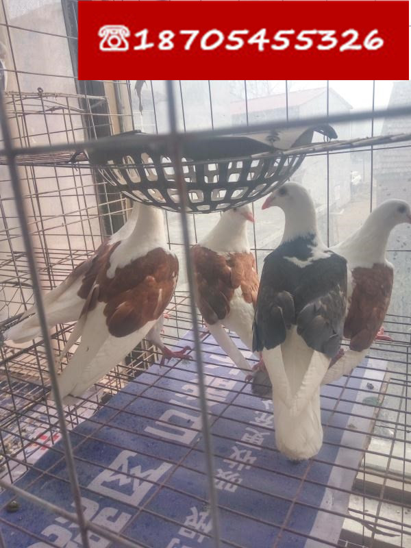 dove living thing Pigeon Youngsters Pigeon White Feather Ornamental pigeons Birds day achievement Pigeon Adult Breeding pigeonin the Pet/Pet food and supplies , Birds and supplies , Bird category - from Buy2taobao.com to provide professional Taobao agent buy service