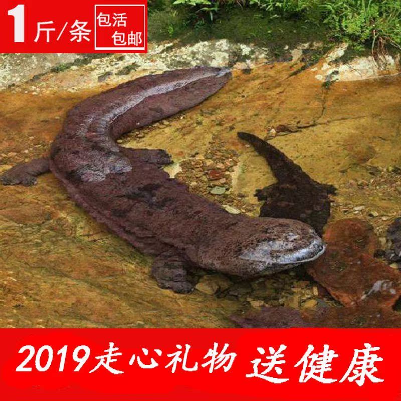 娃娃鱼鲜活大鲵活体送礼宠物观赏鱼活物养殖食用鱼鲜活宠物鱼包活|ruв категории животное/Животное питание и принадлежностей, аквариум мира, рыба - от Buy2taobao.com для оказания профессиональной услуги покупки агента Taobao