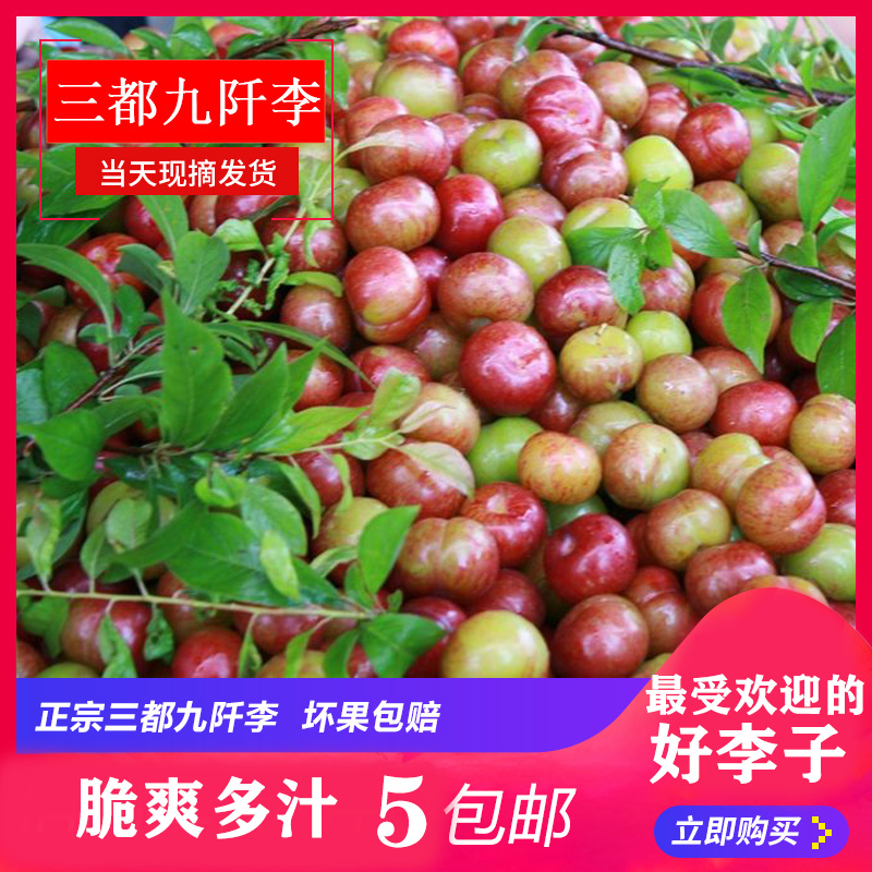 贵州特产正宗三都九阡李脆爽多汁孕妇小孩水果现摘发5斤顺丰包邮|msdalam kategori daging perikanan/Buah-buahan segar dan sayur-sayuran/dimasak, buah-buahan segar, Li Zi - dari Buy2taobao.com untuk memberikan perkhidmatan ejen Taobao profesional membeli