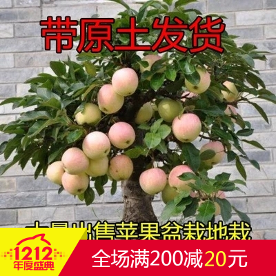 蘋果樹苗嫁接苗果樹苗盆栽地栽南方北方種植紅富士蘋果苗當年結。在類目 鮮花速遞/花卉仿真/綠植園藝, 花園植物/行道樹/果樹, 果樹中 - 來自Buy2taobao.com提供專業的淘寶代購服務