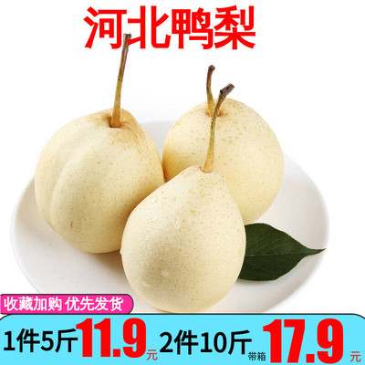 河北鸭梨5斤装 新鲜水果梨包邮当季砀山梨酥梨香梨雪梨皇冠梨整箱
