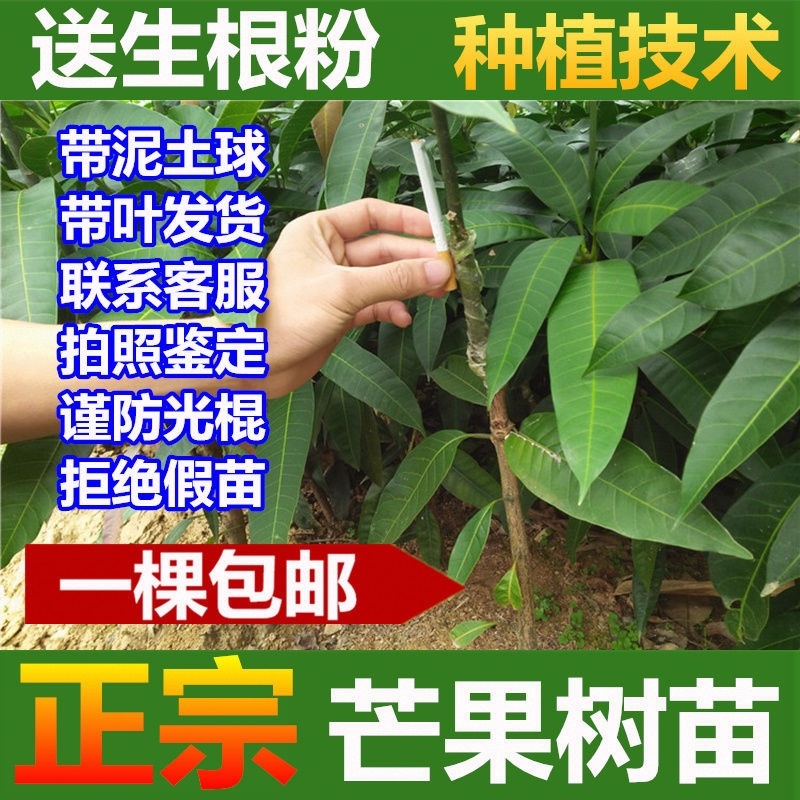芒果树苗盆栽带叶带泥球发货正宗嫁接四季蜜芒桂七芒金煌芒果树苗在类目 鲜花速递/花卉仿真/绿植园艺, 花卉/绿植盆栽(新), 绿植中 - 来自Buy2taobao.com提供专业的淘宝代购服务