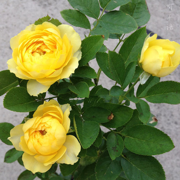 Japan Rose Canary Suitable for potted,Super flowerin the Flower delivery/Flowers simulation/Plants gardening , Garden Plants/Trees/Fruit tree, Foliage/Flowering Shrubs category - from Buy2taobao.com to provide professional Taobao agent buy service