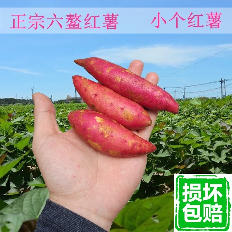 Linan Tianmu Mountain 5 sweet potato fresh Honey Farm Purple sweet potato Sweet potato Chinese chestnut Potato Vegetables Sweet potatoin the Play mode/Anime/Periphery/cos/Board games , Chess/Board games , Go category - from Buy2taobao.com to provide professional Taobao agent buy service
