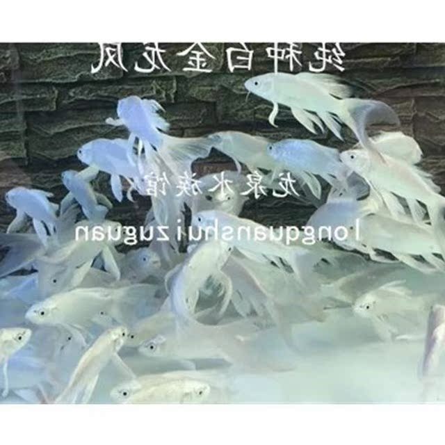 观赏锦鲤金鱼活体 日纯种龙凤锦鲤 宠物冷水鱼淡水鱼风水鱼|ruв категории животное/Животное питание и принадлежностей, аквариум мира, рыба - от Buy2taobao.com для оказания профессиональной услуги покупки агента Taobao