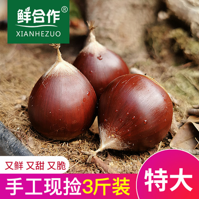 新鲜生板栗栗子锥栗建瓯油栗农家现摘生栗子毛栗3斤特大2.6m以上