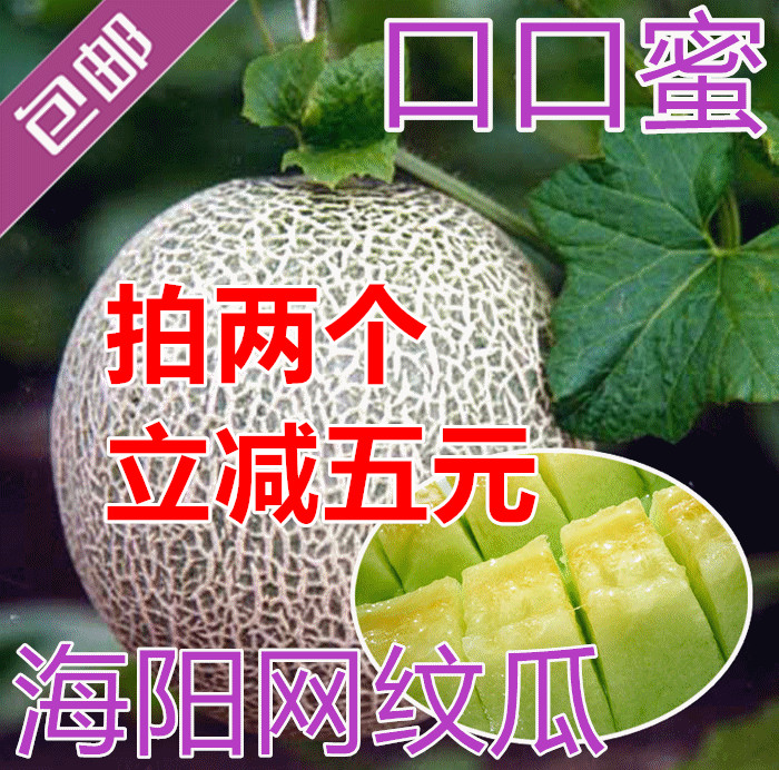Haiyang Netted melons Season Season Special Offer Muskmelon muskmelon Cantaloupe fresh fruit Mouth 1in the Aquatic meat/Fresh fruits and vegetables/Cooked , Fresh fruit , Cantaloupe category - from Buy2taobao.com to provide professional Taobao agent buy service