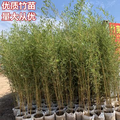 竹苗竹子苗紫竹苗金镶玉苗青竹苗庭院阳台围墙罗汉竹毛竹四季常青
