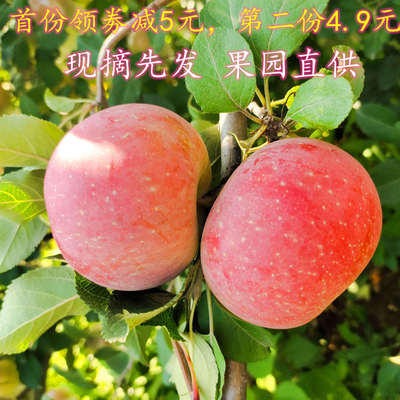 【第二件4.9】现摘红富士苹果水果新鲜包邮当季丑苹果整箱5-10斤