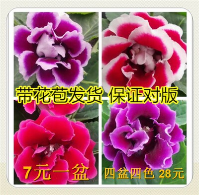 重瓣大岩桐花苗富贵芙蓉花卉室内观赏盆栽带花苞基地直发四季开花