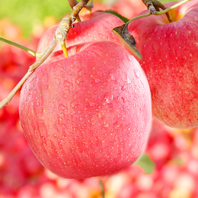 万荣红富士 非新疆阿克苏冰糖心带箱十斤脆甜新鲜苹果整箱包邮