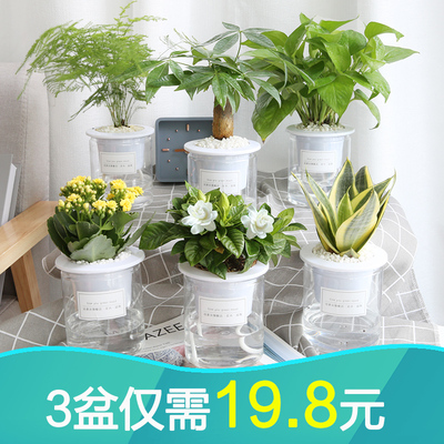 发财树办公室内绿植好养桌面小盆栽花卉虎皮吊兰文竹水培多肉植物