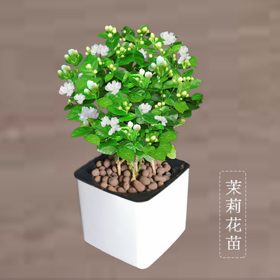 茉莉花苗盆栽室内阳台盆栽茉莉花苗易养夏季开花浓香四溢四季常青