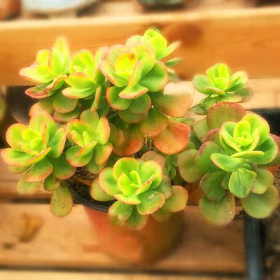 红梅多肉 多肉植物新品种 贵货 一物一拍 反辐射 九江