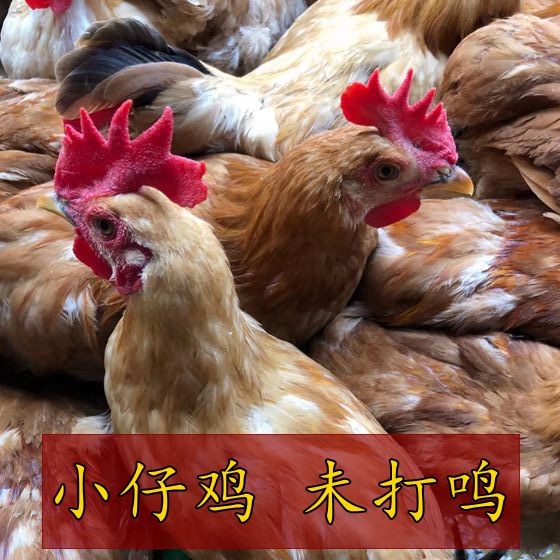 正宗农家散养土鸡童子鸡农村小公鸡小母鸡仔公鸡草鸡 炒辣子鸡丁在类目 水产肉类/新鲜蔬果/熟食, 生肉/肉制品, 鸡肉类, 整鸡中 - 来自Buy2taobao.com提供专业的淘宝代购服务