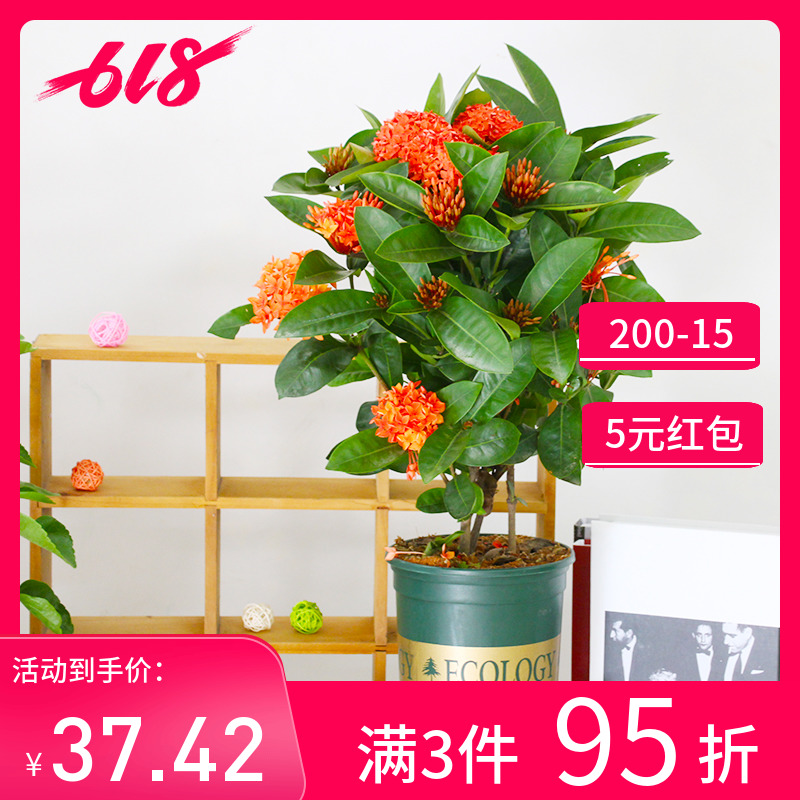 龙船花盆栽四季开花阳台庭院水绣球花苗带花苞多年生百日红大花苗在类目 鲜花速递/花卉仿真/绿植园艺, 花卉/绿植盆栽(新), 花卉中 - 来自Buy2taobao.com提供专业的淘宝代购服务