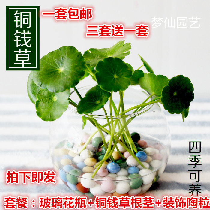 盆栽碗莲铜钱草薄荷满天星雏菊百合茉莉花太阳花种子套餐买三送一