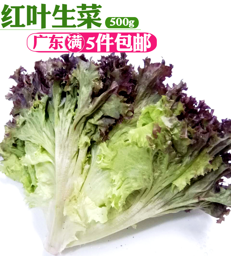 Red leaves Lettuce Fresh vegetables Rosa Salad Vegetables Ingredients Vegetable Salad precooked and ready to be eaten 500g Purple leaf lettucein the Aquatic meat/Fresh fruits and vegetables/Cooked , Fresh vegetables/Vegetable products , Fresh vegetables , Other category - from Buy2taobao.com to provide professional Taobao agent buy service