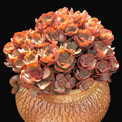 米勒园艺直播多肉植物盆栽创意组合韧爪玫瑰室内办公室多肉4