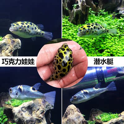 河豚活体宠物鱼气泡鱼狗头鱼鼓包鱼潜水艇冷水淡水观赏鱼包活