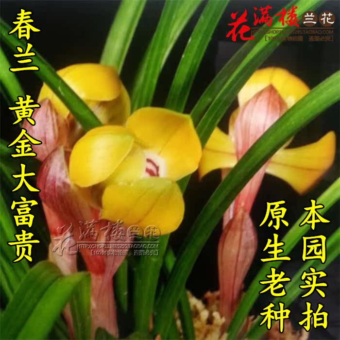 『花满楼』正品兰花苗春兰荷瓣矮种黄荷黄金大富贵色花原生种盆栽