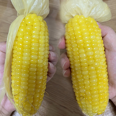 东北农嫂玉米甜糯粘玉米棒水真空新鲜果即食玉米10支黏粒