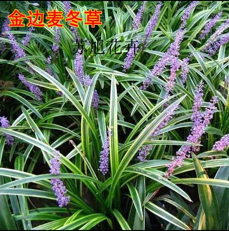 庭院苗木耐寒地被植物金边麦冬草细叶青叶麦冬草四季常青绿化工程在类目 鲜花速递/花卉仿真/绿植园艺, 花卉/绿植盆栽(新), 绿植中 - 来自Buy2taobao.com提供专业的淘宝代购服务