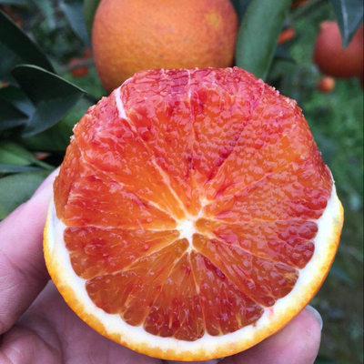 红肉血橙原生态新鲜血脐橙一级水果农家现摘多汁非赣南爱媛冰糖