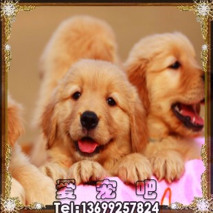 吉娃娃/可爱/纯种吉娃娃犬 赛级吉娃娃/终身保障/北京可上门！