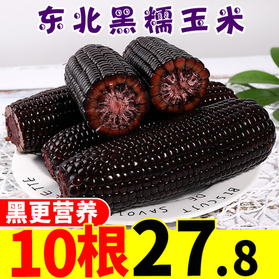 东北黑糯玉米10根包邮新鲜紫黏玉米棒子即食甜粘嫩苞米粒真空蔬菜