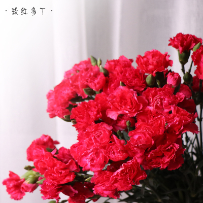 昆明鲜花速递 多头康乃馨 鲜花真花室内家庭插花包邮|ruв категории доставка цветов/цветок моделирования/растения садоводства, доставка цветов (город) - от Buy2taobao.com для оказания профессиональной услуги покупки агента Taobao