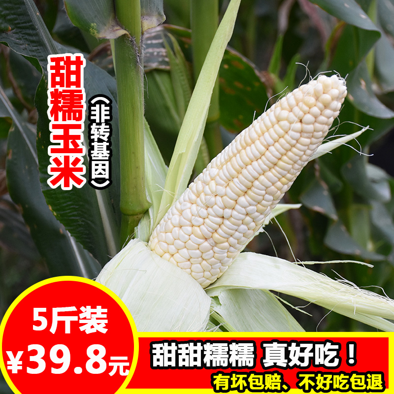 农家自种新鲜玉米白粘甜糯玉米棒黏糯玉米棒非转基因现摘5斤包邮在类目 粮油米面/南北干货/调味品, 米/面粉/杂粮, 玉米中 - 来自Buy2taobao.com提供专业的淘宝代购服务