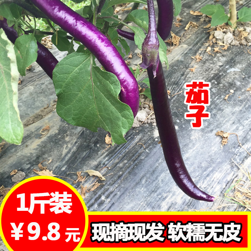 農家新鮮蔬菜農産品 自家種植細茄子 細長茄子在類目 水產肉類/新鮮蔬果/熟食, 新鮮蔬菜/蔬菜製品, 新鮮蔬菜, 其它中 - 來自Buy2taobao.com提供專業的淘寶代購服務