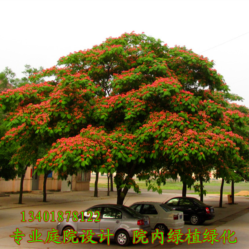 庭院绿化植物合欢花树苗芙蓉树苗行道绿化风景树观赏花卉合欢树苗在类目 鲜花速递/花卉仿真/绿植园艺, 花园植物/行道树/果树, 行道树/乔木中 - 来自Buy2taobao.com提供专业的淘宝代购服务