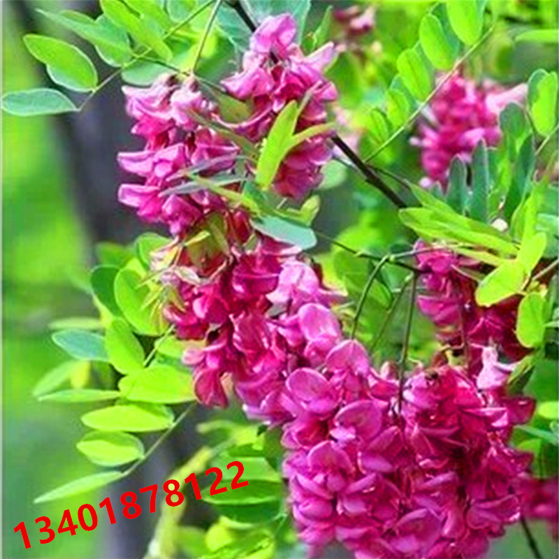 苗圃直銷紅花槐苗樹苗刺槐苗黃花槐樹苗香花槐樹苗庭院植物富貴樹在類目 鮮花速遞/花卉仿真/綠植園藝, 花園植物/行道樹/果樹, 行道樹/喬木中 - 來自Buy2taobao.com提供專業的淘寶代購服務