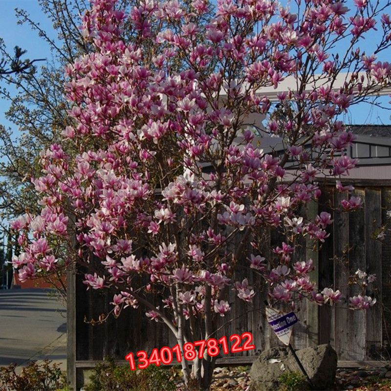庭院植物玉兰花树苗嫁接玉兰苗紫玉兰白玉兰广玉兰红玉兰花苗在类目 鲜花速递/花卉仿真/绿植园艺, 花园植物/行道树/果树, 行道树/乔木中 - 来自Buy2taobao.com提供专业的淘宝代购服务