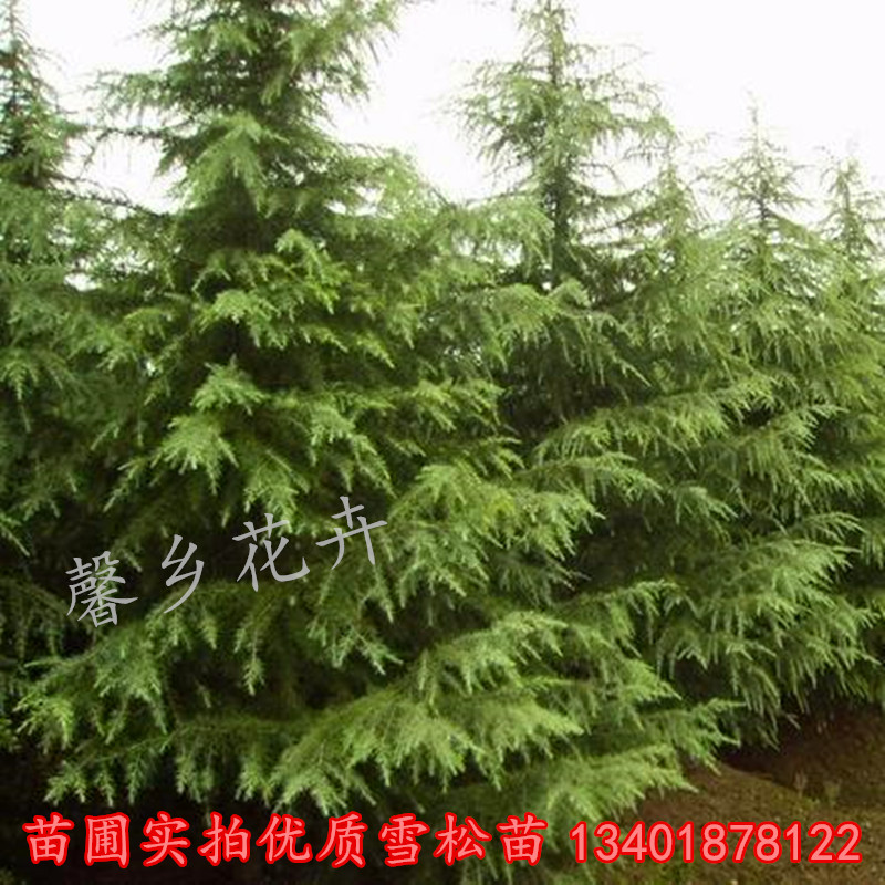 苗圃直銷優質綠化工程苗木雪松樹苗雪松小苗印度雪松寶塔松聖誕樹在類目 鮮花速遞/花卉仿真/綠植園藝, 花園植物/行道樹/果樹, 行道樹/喬木中 - 來自Buy2taobao.com提供專業的淘寶代購服務
