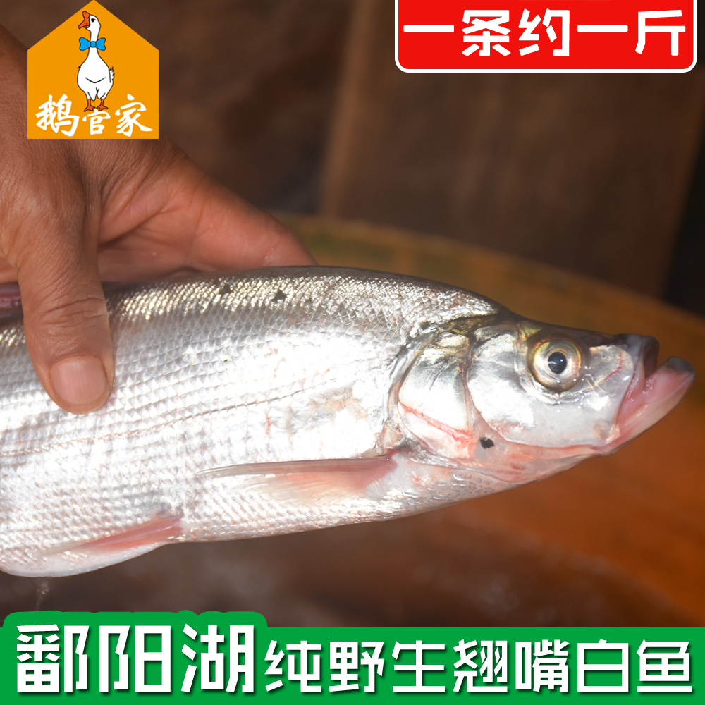 【鄱阳湖野生翘嘴鱼】野生大白刁翘嘴鱼白鱼刁子鱼清江淡水鱼500G在类目 水产肉类/新鲜蔬果/熟食, 海鲜/水产品/制品, 淡水鱼类中 - 来自Buy2taobao.com提供专业的淘宝代购服务