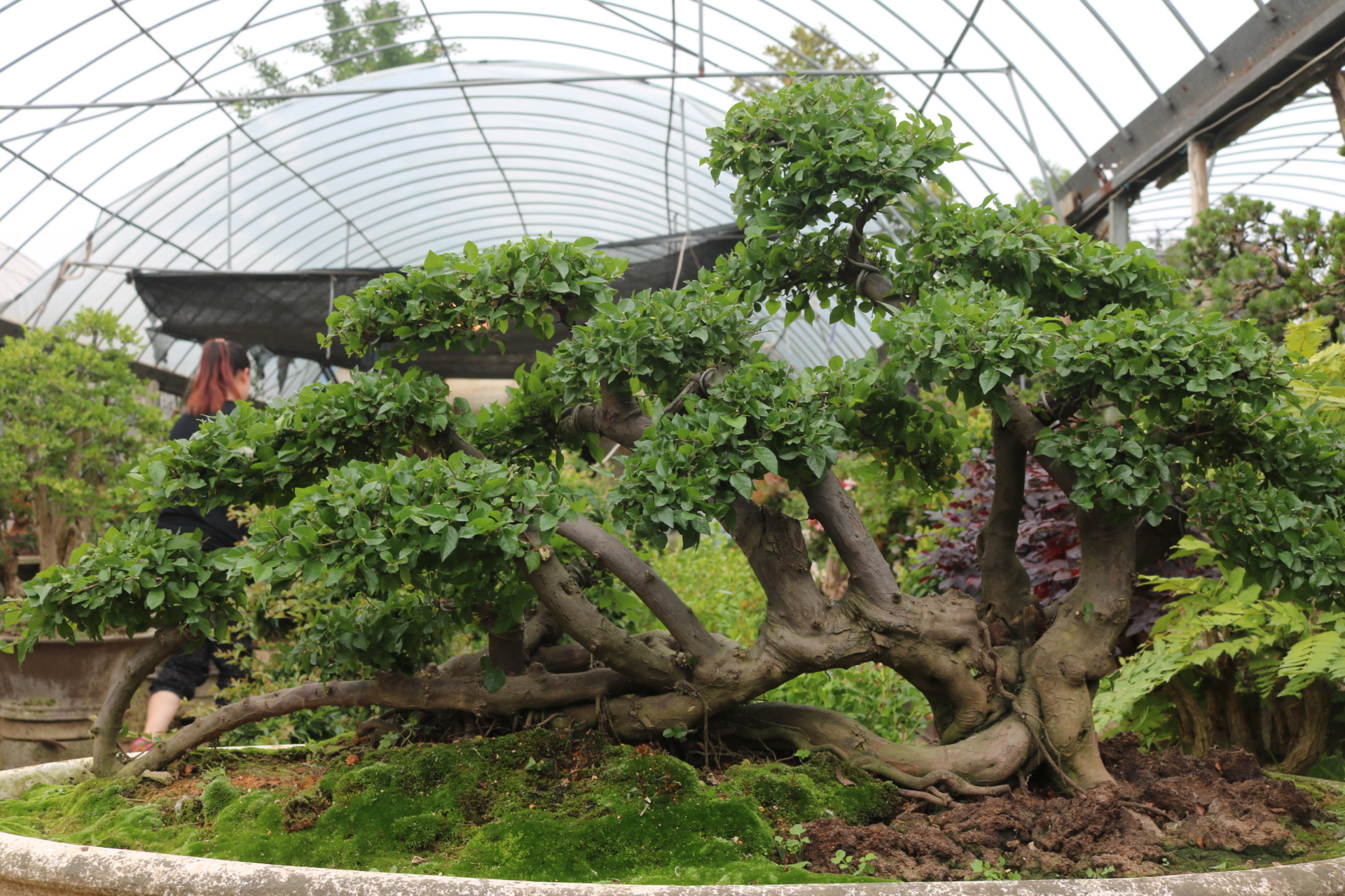 实物精品雀梅盆景微型盆景小叶红芽雀梅树桩提根造型掌上植物盆栽|msdalam kategori penghantaran bunga/bunga simulasi/tumbuhan berkebun, bunga/Tumbuh-tumbuhan tumbuh-tumbuhan pasu (baru), tumbuh-tumbuhan hijau - dari Buy2taobao.com untuk memberikan perkhidmatan ejen Taobao profesional membeli