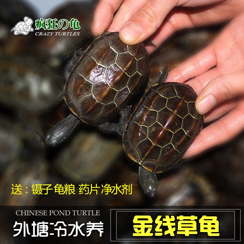Turtle Watch Mexican turtle Outside the pond China Tortoise Hatchlings Miscellaneous Buddha Snapping Turtle living thing Little Turtle living thing Alligator turtlein the Pet/Pet food and supplies , Aqua World , Turtle/Turtle category - from Buy2taobao.com to provide professional Taobao agent buy service