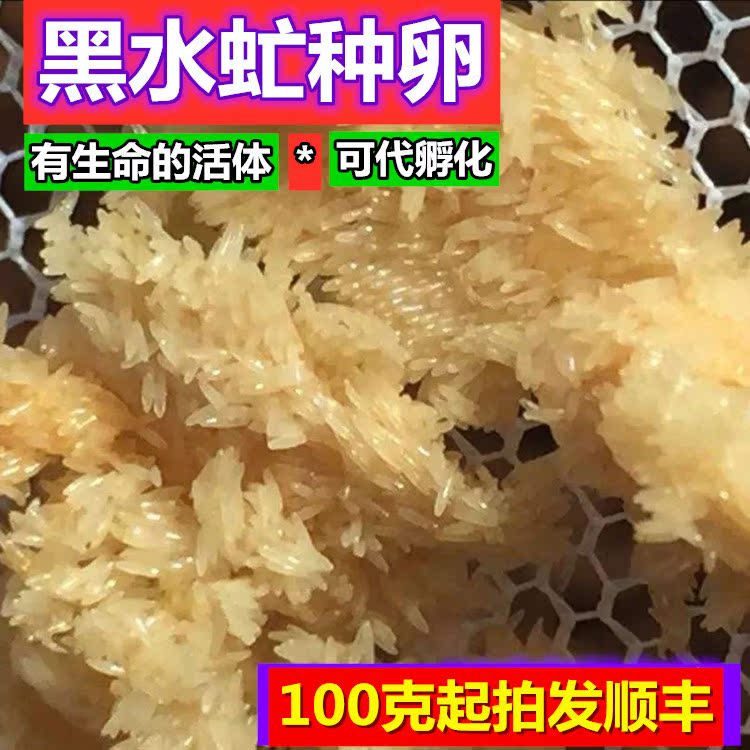 黑水虻幼虫卵活体鲜虫烘干虫凤凰虫垂钓饵钓鱼虫花鸟宠物龟粮包邮在类目 宠物/宠物食品及用品, 爬虫/鸣虫及其用品, 爬虫/鸣虫食物中 - 来自Buy2taobao.com提供专业的淘宝代购服务