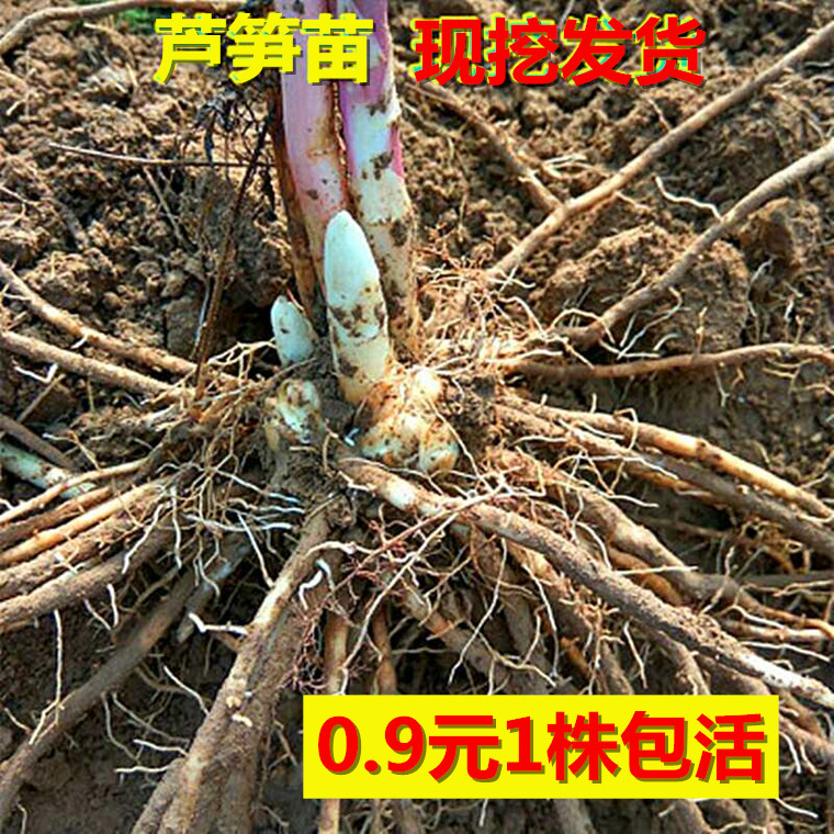Asparagus 3 years violet Perennial Four seasons Potted plant Green plant Vegetables Flower seedlings balcony courtyardin the Flower delivery/Flowers simulation/Plants gardening , Flowers/Potted plants (New) , Plants category - from Buy2taobao.com to provide professional Taobao agent buy service